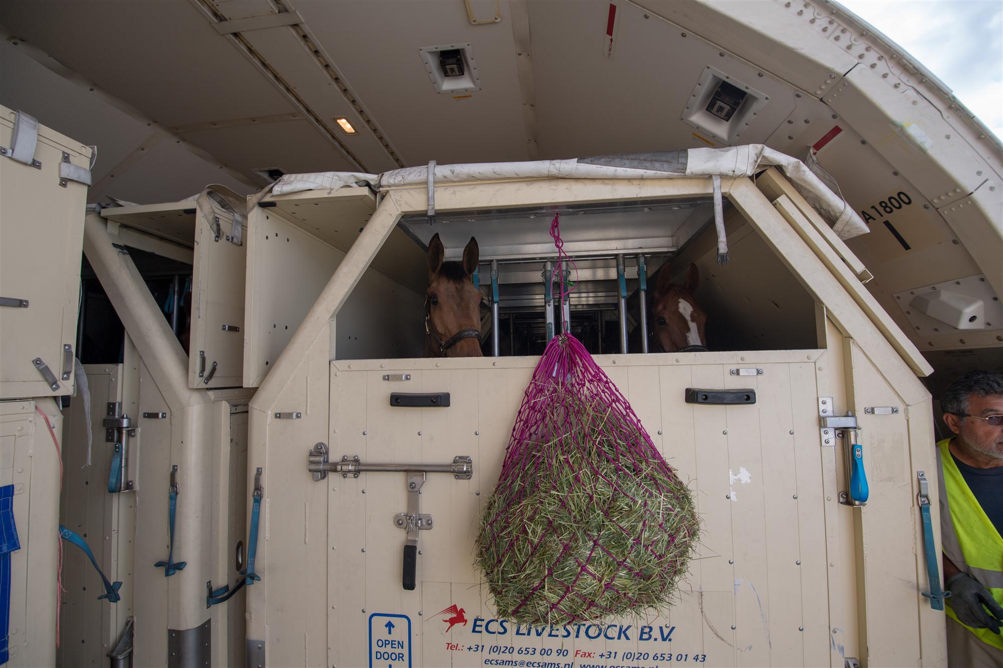 Self Photos / Files - Horses and Haynet