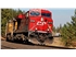 canadian-pacific-train-trees_0