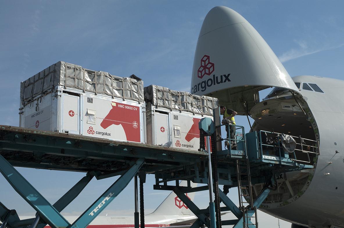 Cargolux grows live animal solution by % - Asia Cargo News