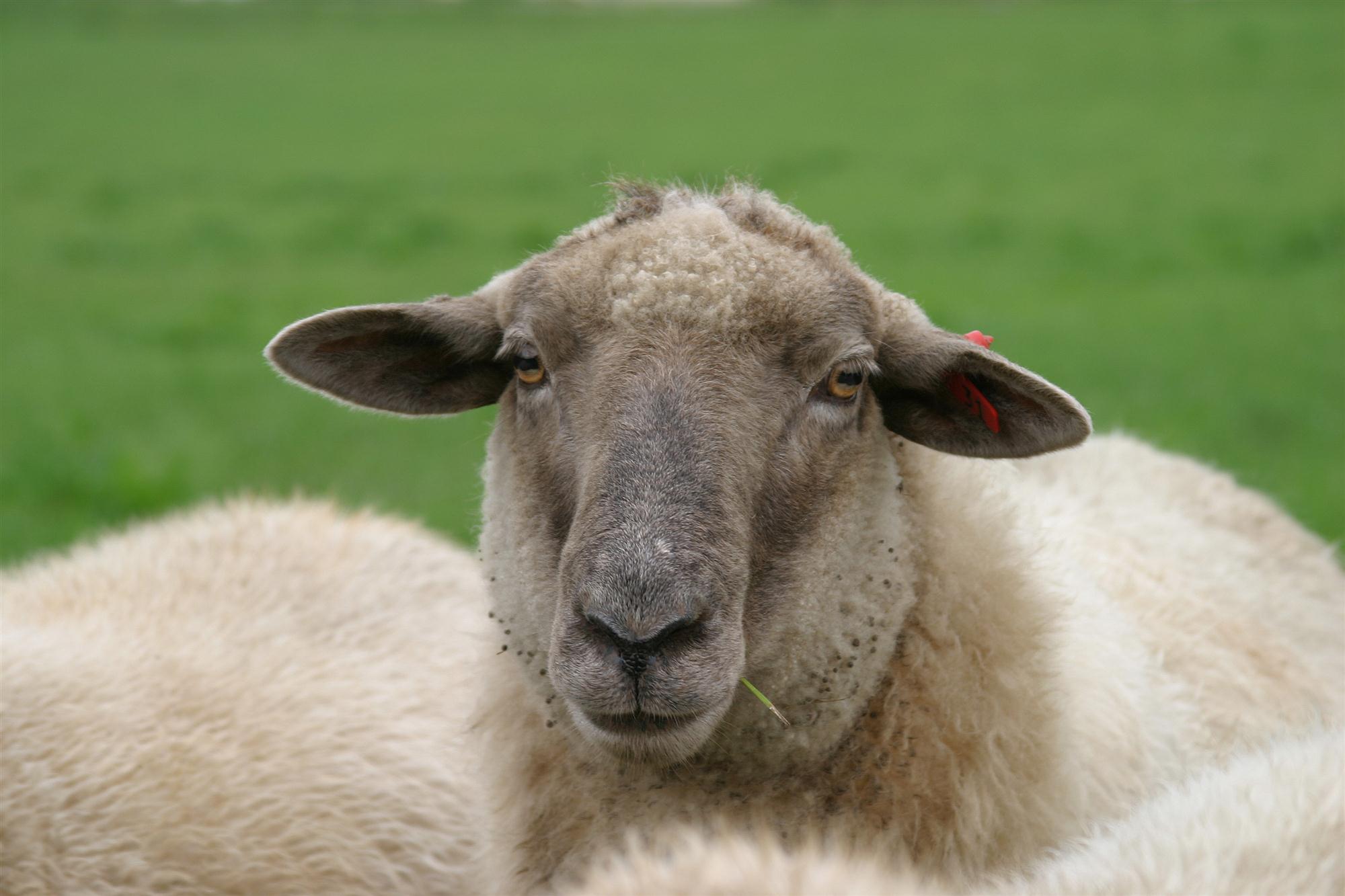 Self Photos / Files - schafe-sheeps-4-1505595