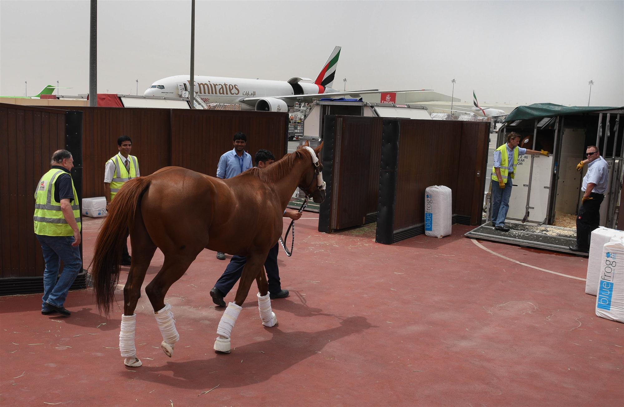 Self Photos / Files - EK California Chrome