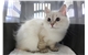 cats SVO-ORD